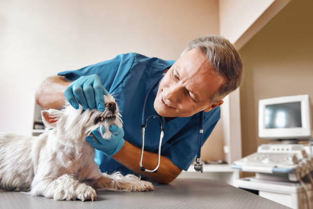 Best Emergency Dentist for Knocked-Out Tooth in Van Wert, OH